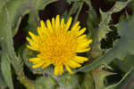 Spiney sowthistle